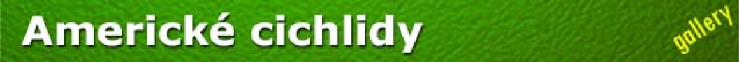 Americke cichlidy